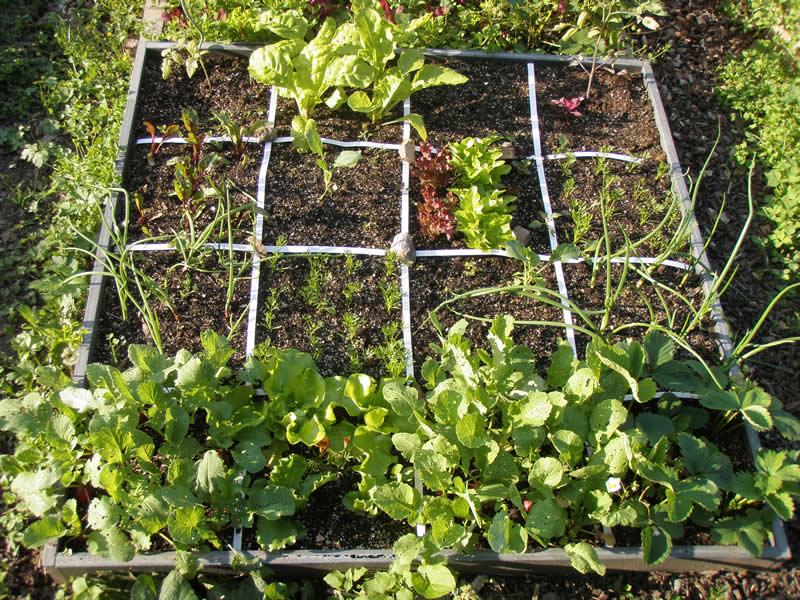 Čtverečková zahrádka – jaro